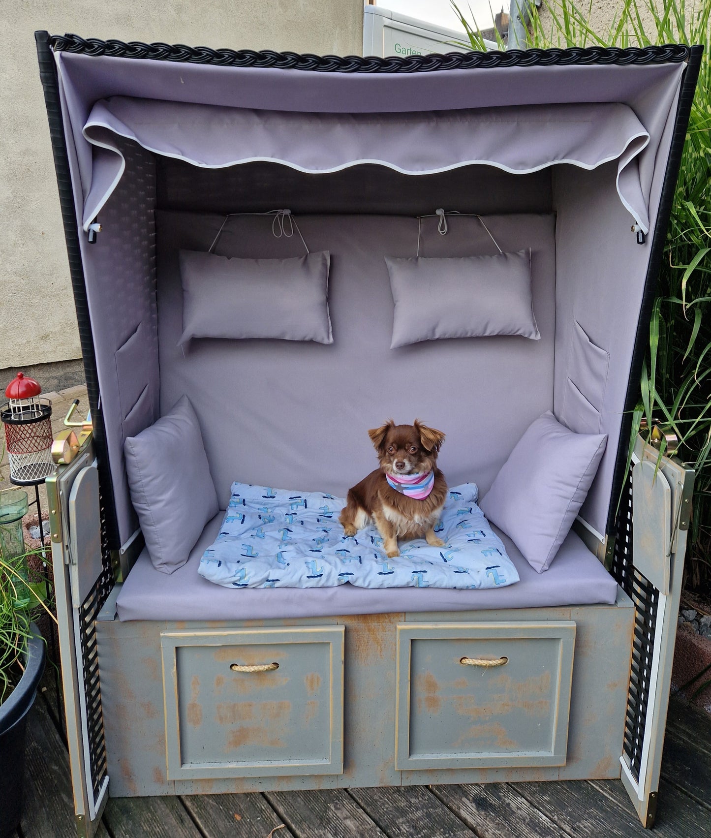 Malu, 2 1/2 Jahre, Langhaar Chihuahua