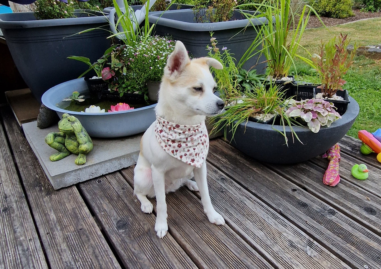 Jolie, 1 Jahr, Chihuahua/Jack Russell Mix