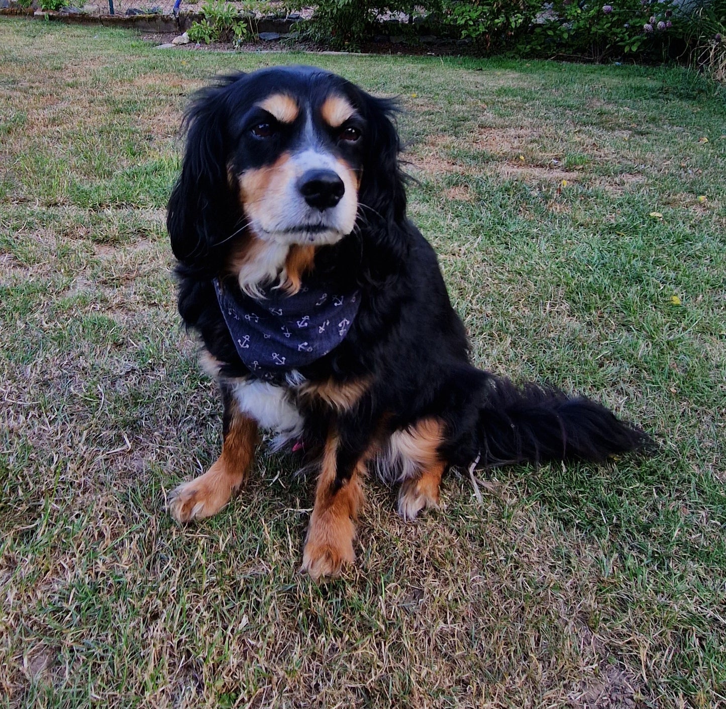 Nero, 10 Jahre, Cavalier King Charles/Australien Shepherd Mini Mix