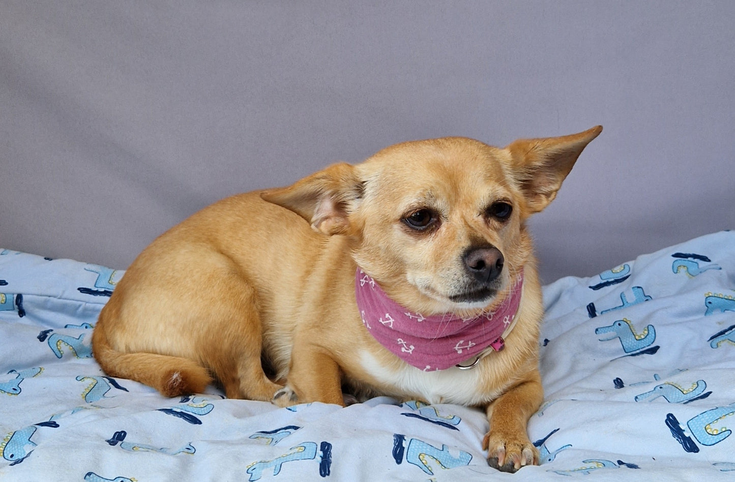 Mira, 6 Jahre alt, Chihuahua/Prager-Rattler-Mix