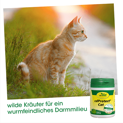 cdVet cdProtect Cat