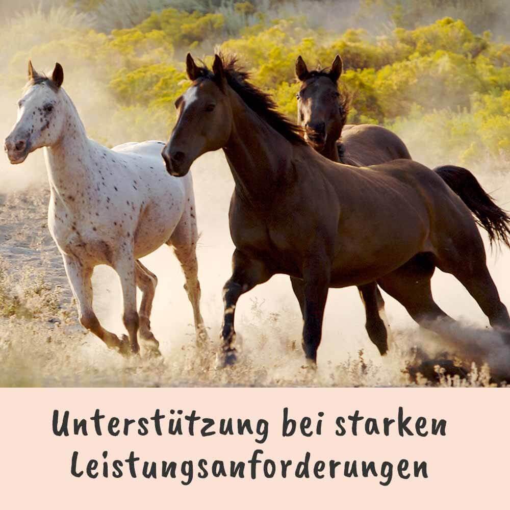 cdVet Singulares Ägyptisches Schwarzkümmelöl für Hunde und andere Heimtiere