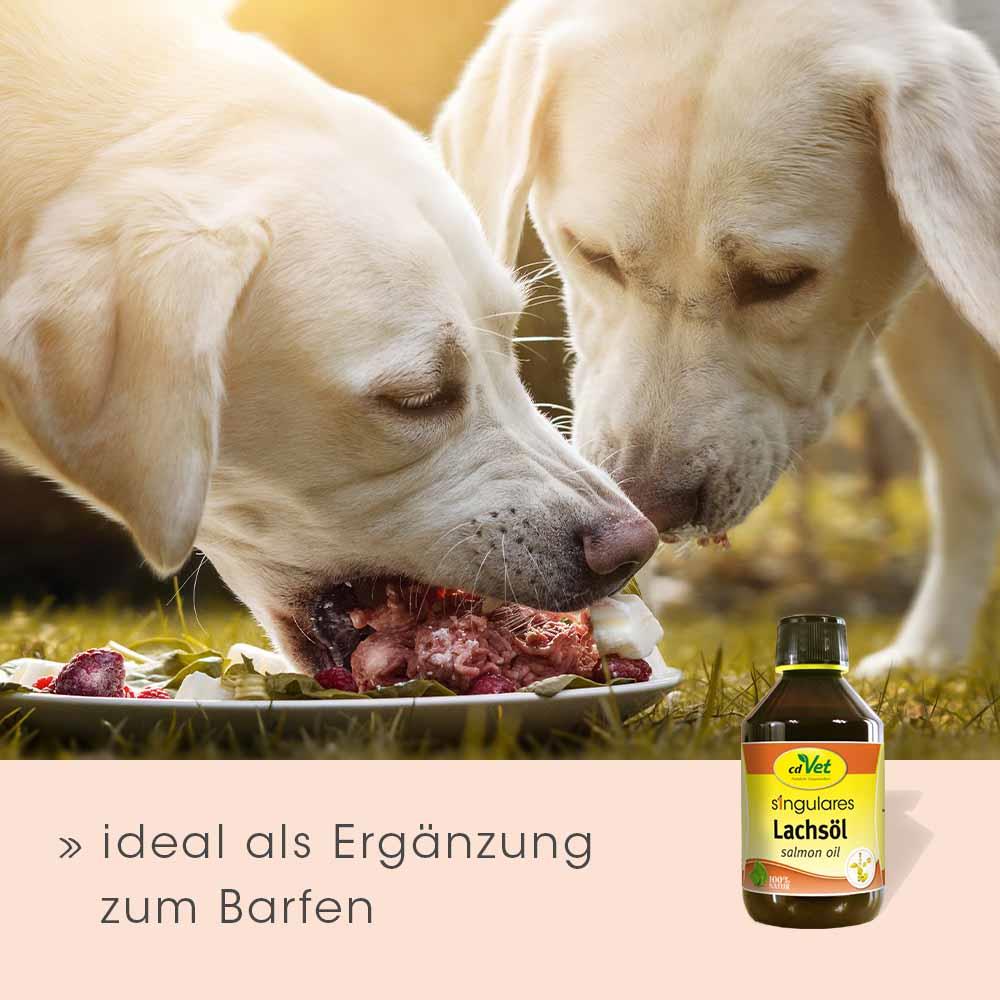 cdVet Singulares Lachsöl für Hunde und Katzen